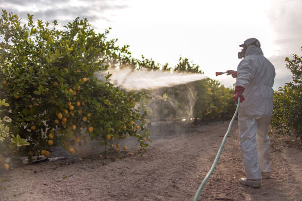 Best Wasp Removal Services  in Bellerose Terrace, NY