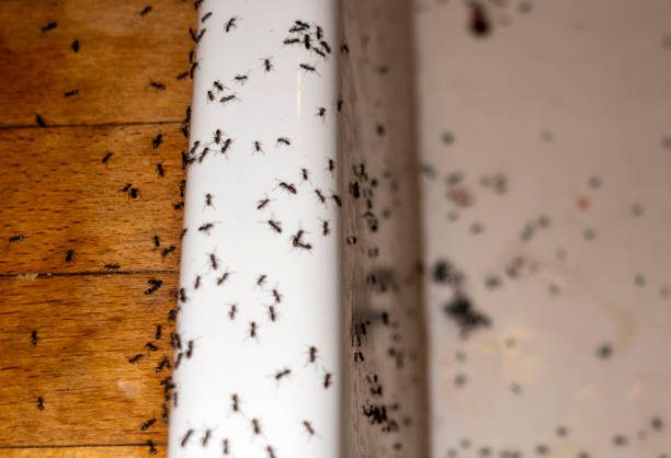 Best Pest Removal Services  in Bellerose Terrace, NY