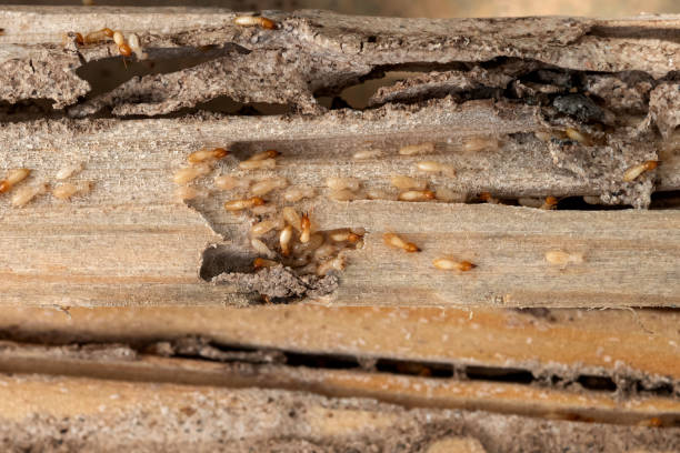 Best Emergency Pest Control  in Bellerose Terrace, NY
